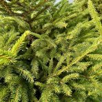 Smrek obyčajný (Picea abies) - výška 160-190 cm, kont. C25L